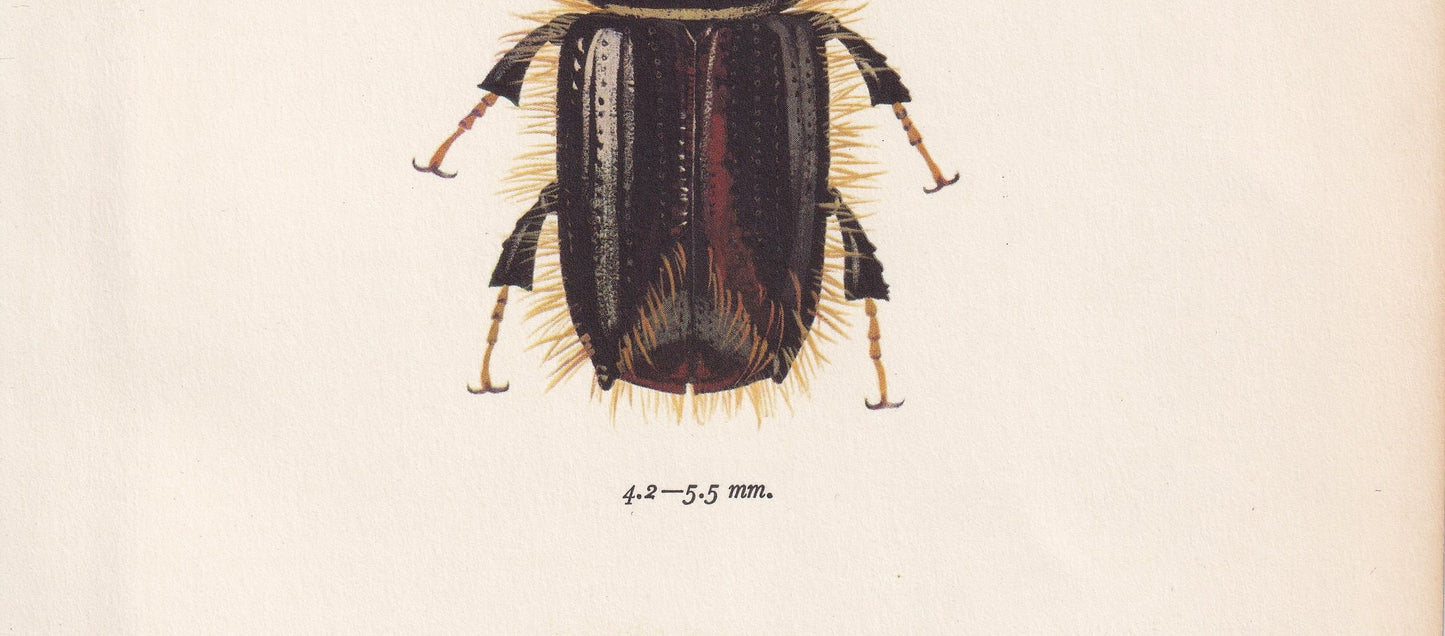 1964 BEETLE Print - Vintage Beetle Art - Insect Print - Entomology Gift - Bug Print - 59 Years Old - 7.9 x 10.25 Inches