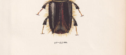 1964 BEETLE Print - Vintage Beetle Art - Insect Print - Entomology Gift - Bug Print - 59 Years Old - 7.9 x 10.25 Inches