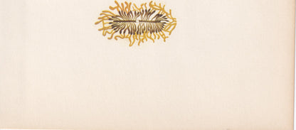 1964 BEETLE Print - Vintage Beetle Art - Insect Print - Entomology Gift - Bug Print - 59 Years Old - 7.9 x 10.25 Inches