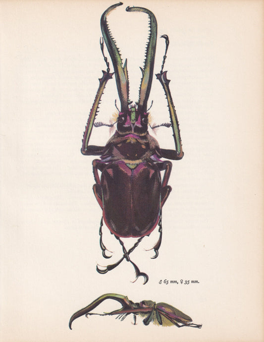 1964 STAG BEETLE Print - Vintage Beetle Art - Insect Print - Entomology Gift - Bug Print - 59 Years Old - 7.9 x 10.25 Inches