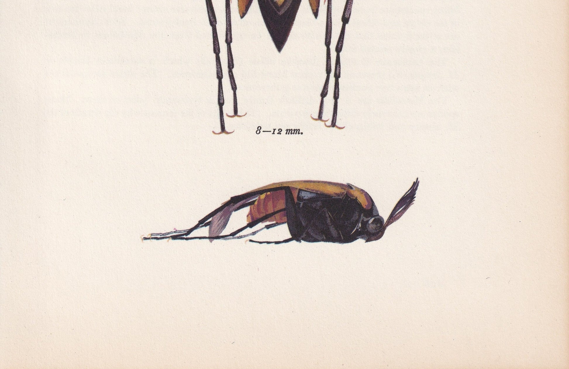 1964 WASP NEST BEETLE Print - Vintage Beetle Art - Insect Print - Entomology Gift - Bug Print - 59 Years Old - 7.9 x 10.25 Inches