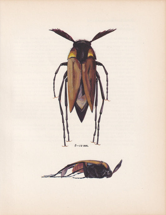 1964 WASP NEST BEETLE Print - Vintage Beetle Art - Insect Print - Entomology Gift - Bug Print - 59 Years Old - 7.9 x 10.25 Inches