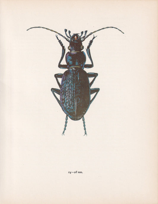 1964 BLUE GROUND BEETLE Print - Vintage Beetle Art - Insect Print - Entomology Gift - Bug Print - 59 Years Old - 7.9 x 10.25 Inches