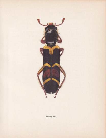 1964 CHECKERED BEETLE Print - Vintage Beetle Art - Insect Print - Entomology Gift - Bug Print - 59 Years Old - 7.9 x 10.25 Inches