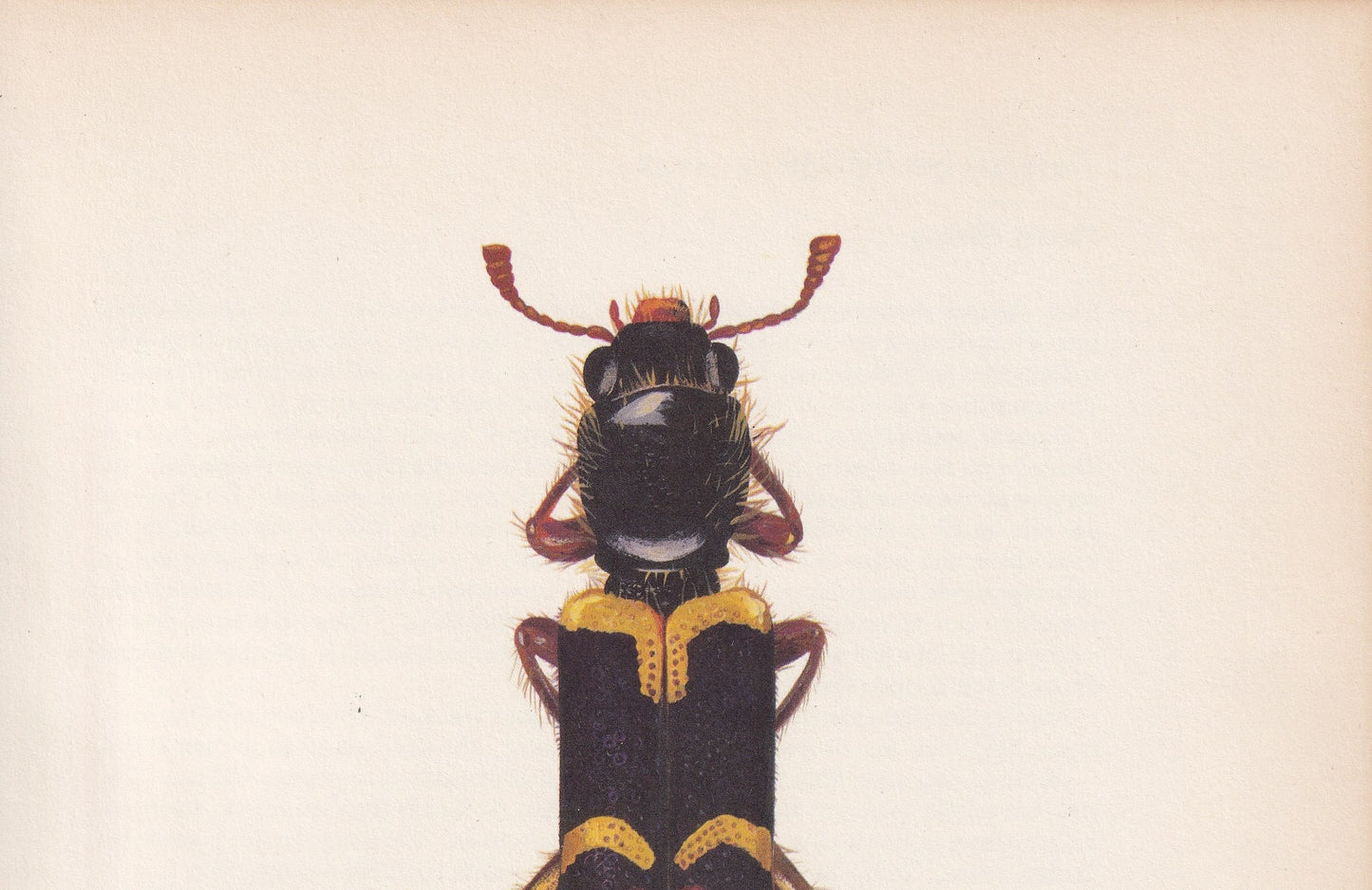 1964 CHECKERED BEETLE Print - Vintage Beetle Art - Insect Print - Entomology Gift - Bug Print - 59 Years Old - 7.9 x 10.25 Inches