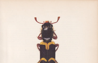 1964 CHECKERED BEETLE Print - Vintage Beetle Art - Insect Print - Entomology Gift - Bug Print - 59 Years Old - 7.9 x 10.25 Inches