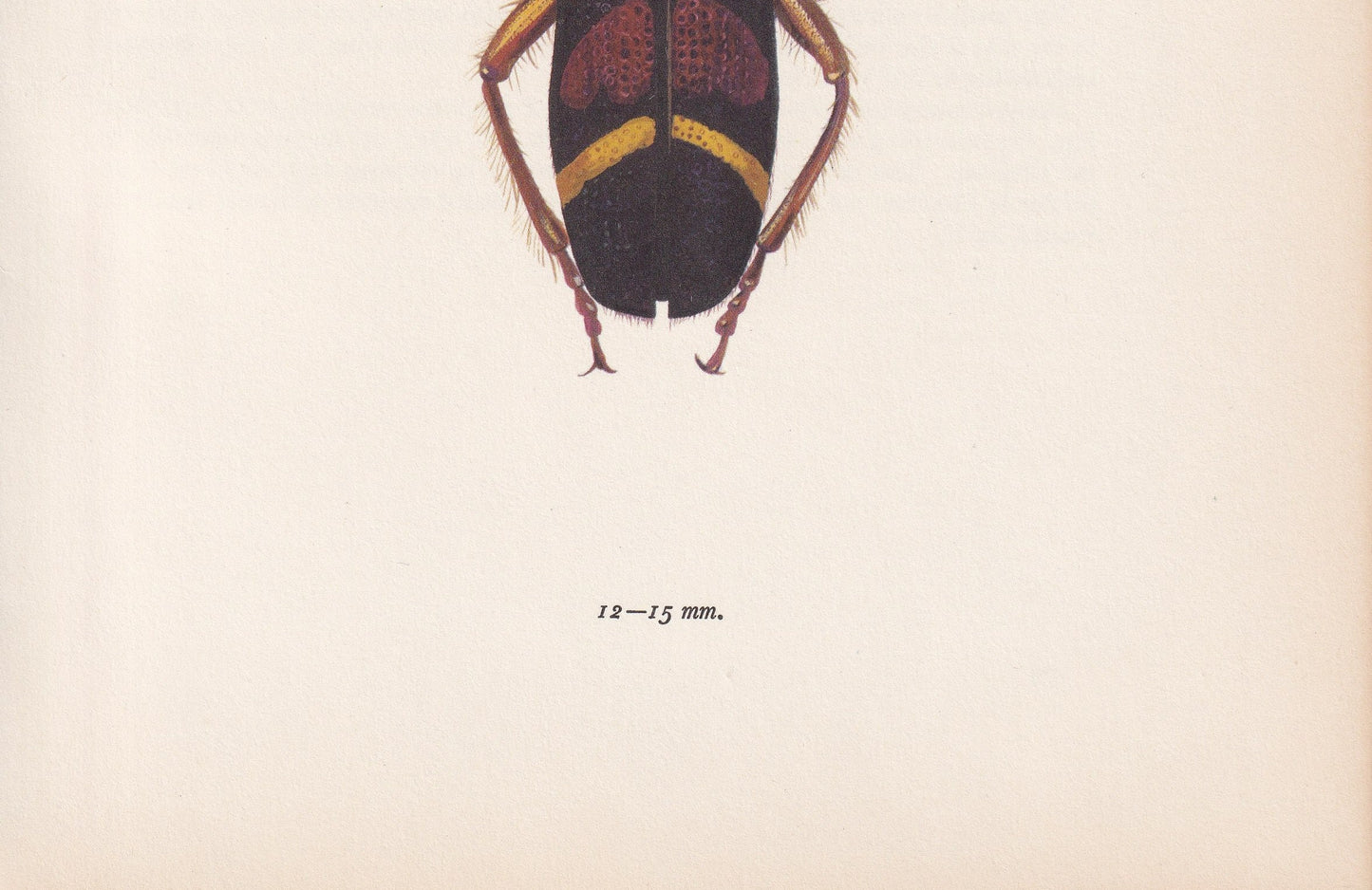 1964 CHECKERED BEETLE Print - Vintage Beetle Art - Insect Print - Entomology Gift - Bug Print - 59 Years Old - 7.9 x 10.25 Inches