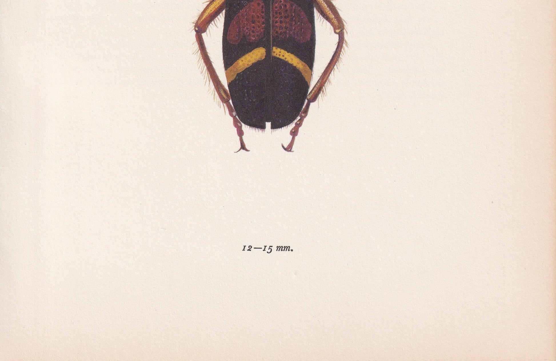 1964 CHECKERED BEETLE Print - Vintage Beetle Art - Insect Print - Entomology Gift - Bug Print - 59 Years Old - 7.9 x 10.25 Inches