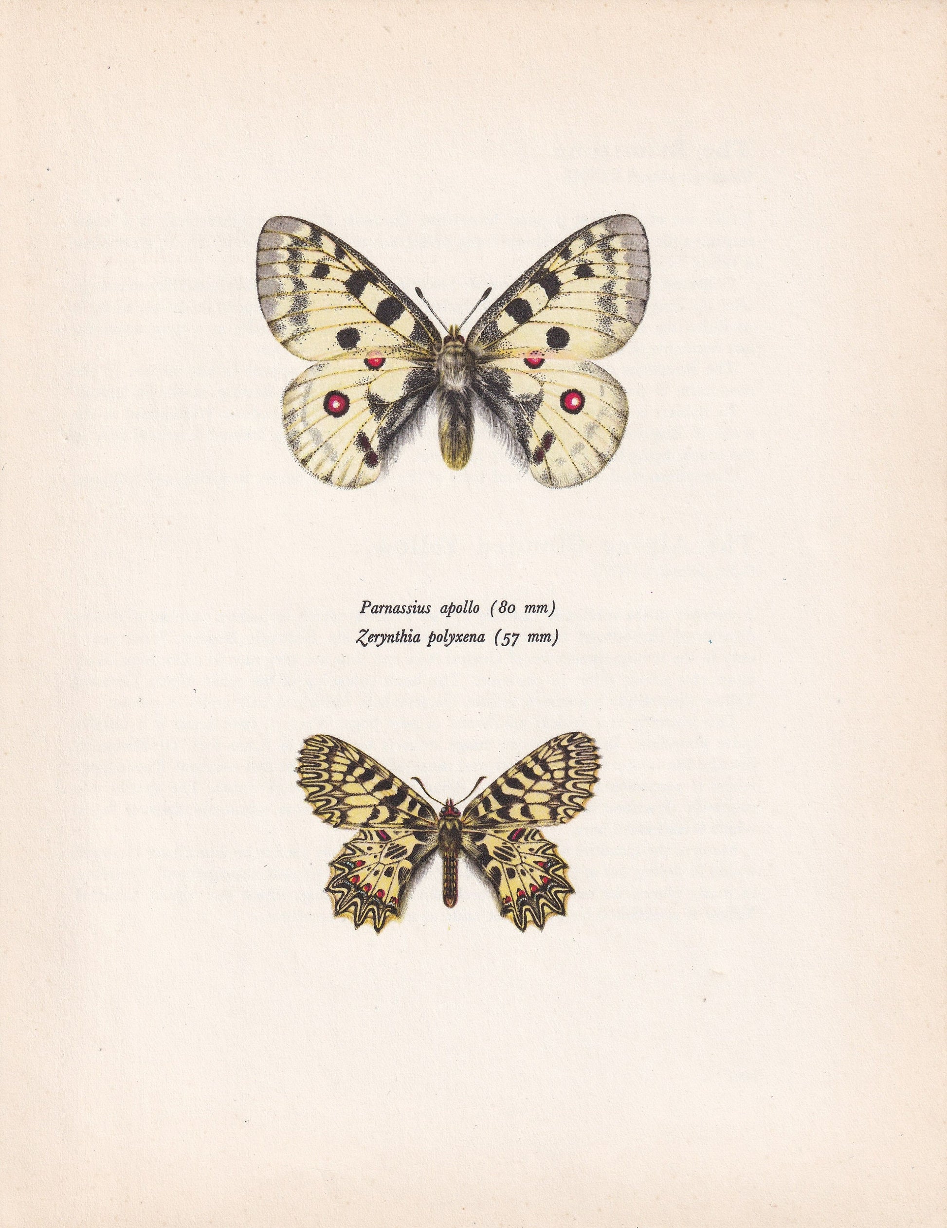 1963 APOLLO BUTTERFLY & Southern Festoon Print - Vintage Butterfly Art - Insect Print - Butterfly Decor - 60 Years Old - 7.9 x 10.25 Inches