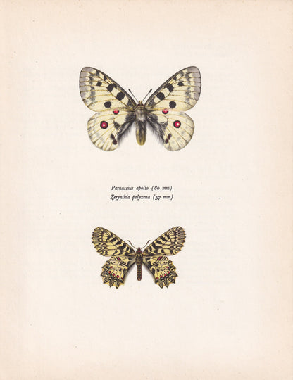 1963 APOLLO BUTTERFLY & Southern Festoon Print - Vintage Butterfly Art - Insect Print - Butterfly Decor - 60 Years Old - 7.9 x 10.25 Inches