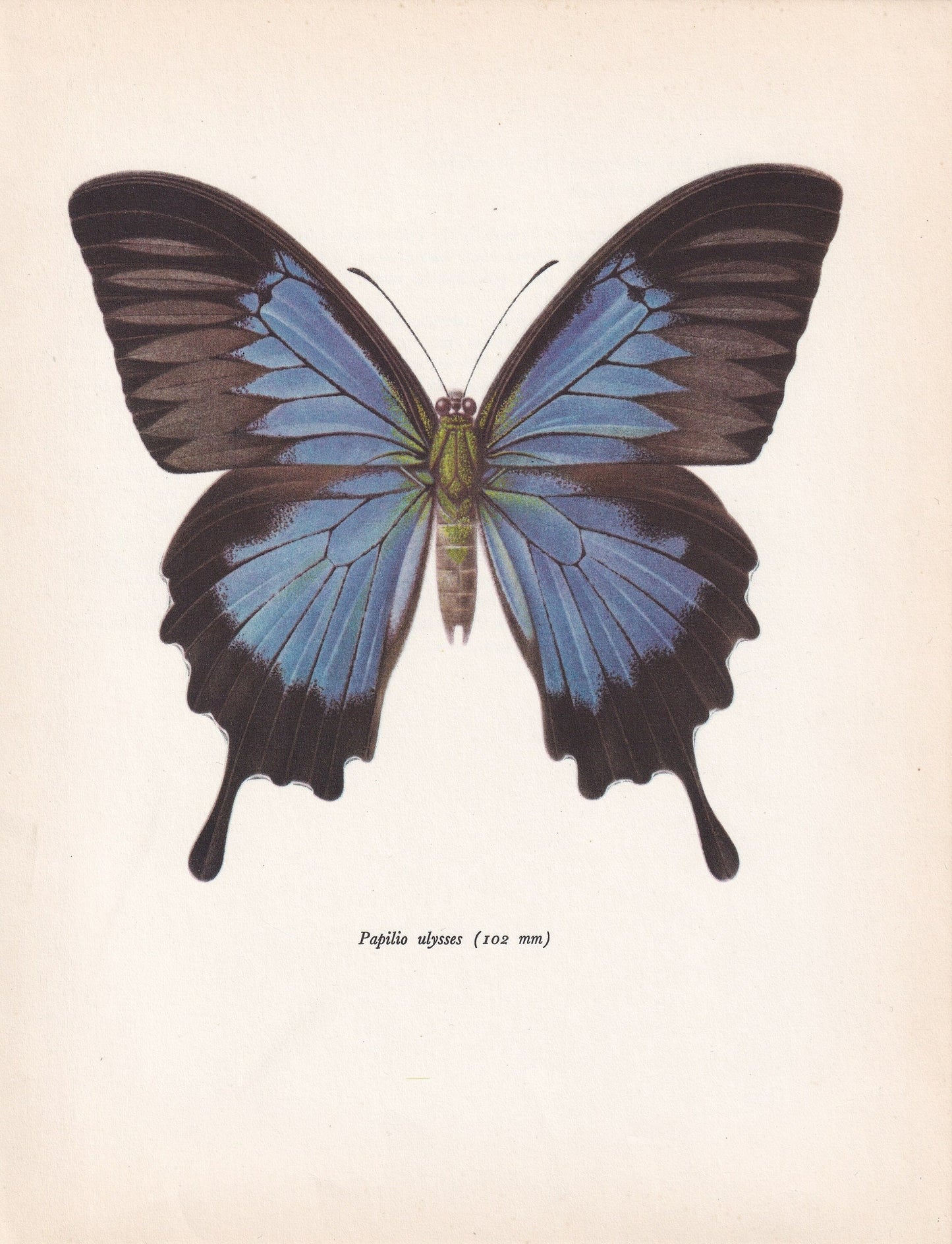 1963 ULYSSES BUTTERFLY Print - Vintage Butterfly Art - Insect Print - Butterfly Wall Art - 60 Years Old - 7.9 x 10.25 Inches