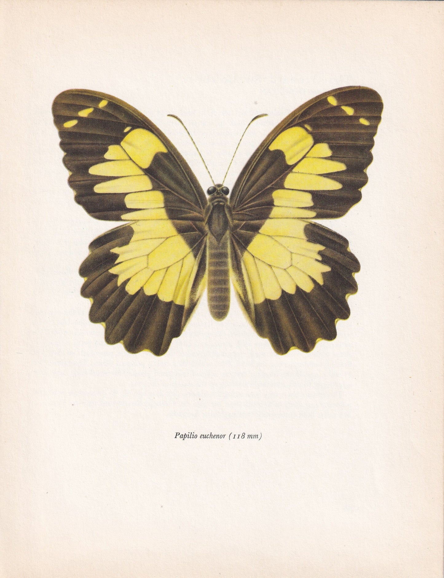 1963 SWALLOWTAIL BUTTERFLY Print - Vintage Butterfly Art - Insect Print - Butterfly Wall Art - 60 Years Old - 7.9 x 10.25 Inches
