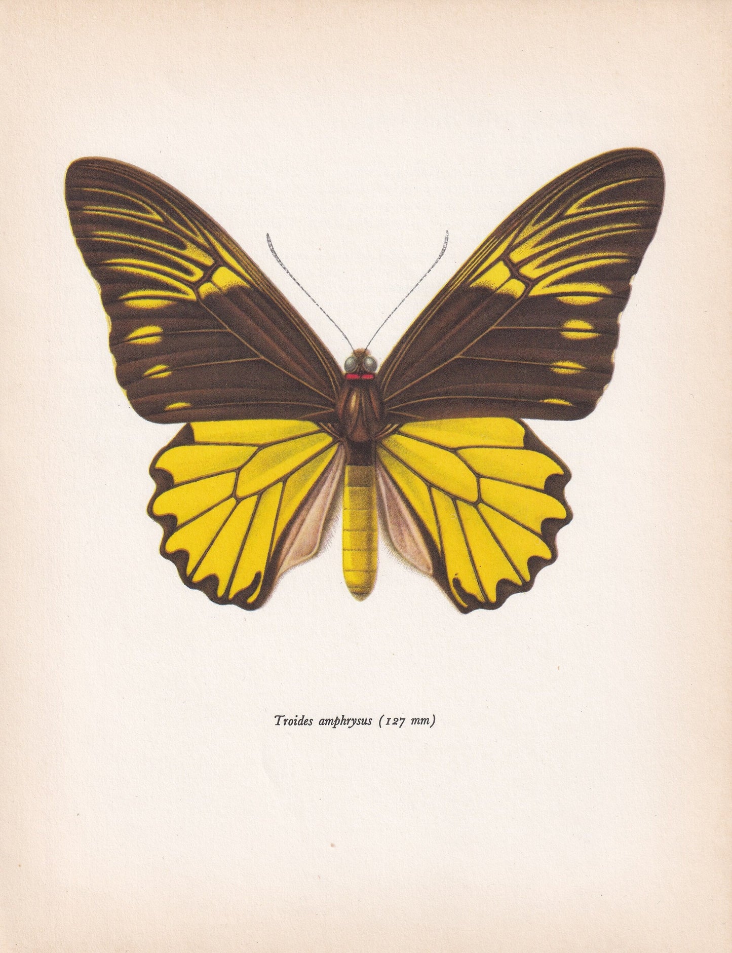 1963 MALAY BIRDWING BUTTERFLY Print - Vintage Butterfly Art - Insect Print - Butterfly Wall Art - 60 Years Old - 7.9 x 10.25 Inches