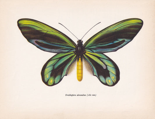 1963 QUEEN ALEXANDRA'S BIRDWING Butterfly Print - Vintage Butterfly Art - Insect Print - Butterfly Decor - 60 Years Old - 7.9 x 10.25 Inches