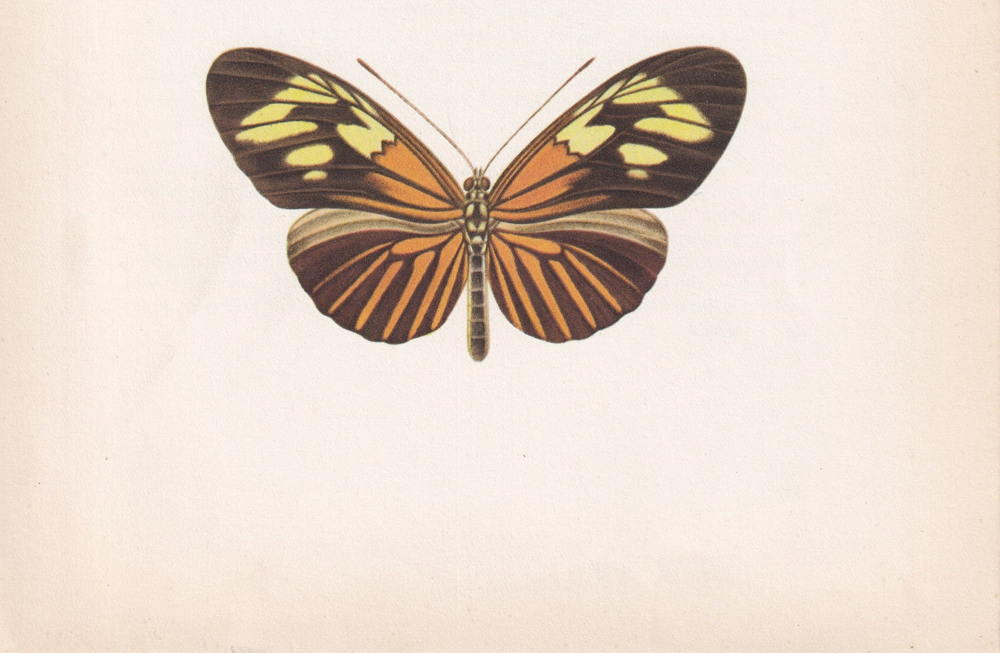 1963 LONGWING BUTTERFLY Print - Vintage Butterfly Art - Insect Print - Butterfly Wall Art - 60 Years Old - 7.9 x 10.25 Inches