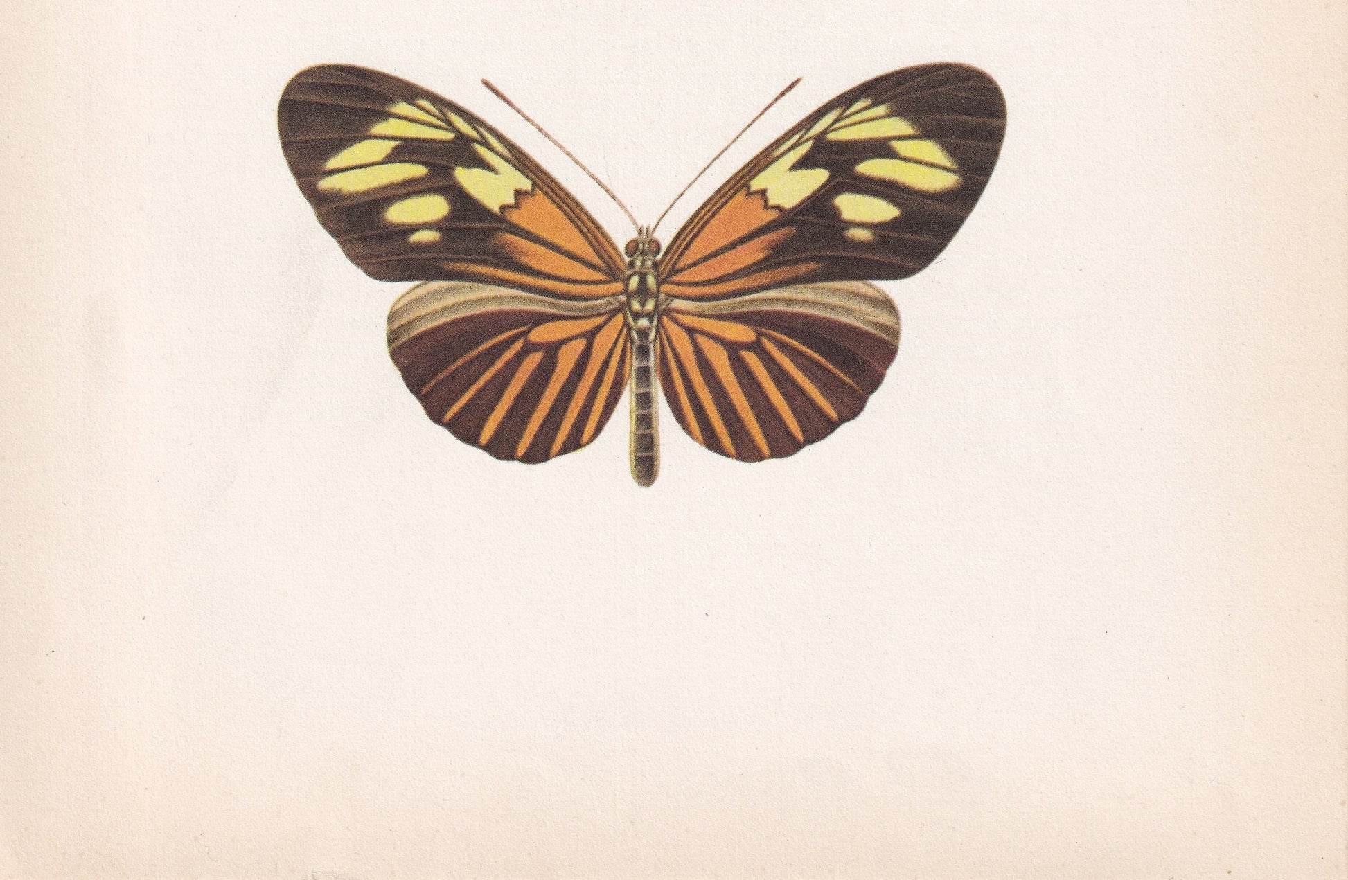 1963 LONGWING BUTTERFLY Print - Vintage Butterfly Art - Insect Print - Butterfly Wall Art - 60 Years Old - 7.9 x 10.25 Inches