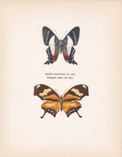 1963 ITALIAN FLAG BUTTERFLY Print - Vintage Butterfly Art - Insect Print - Butterfly Wall Art - 60 Years Old - 7.9 x 10.25 Inches