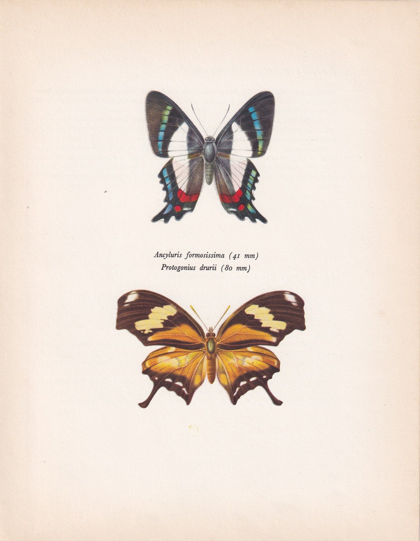 1963 ITALIAN FLAG BUTTERFLY Print - Vintage Butterfly Art - Insect Print - Butterfly Wall Art - 60 Years Old - 7.9 x 10.25 Inches