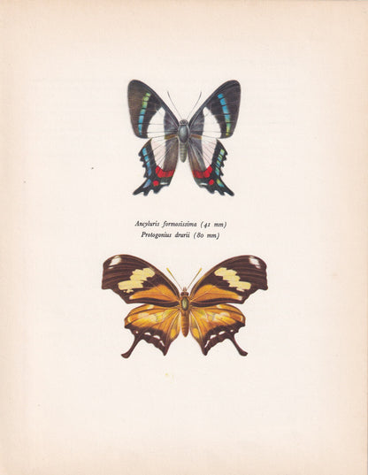 1963 ITALIAN FLAG BUTTERFLY Print - Vintage Butterfly Art - Insect Print - Butterfly Wall Art - 60 Years Old - 7.9 x 10.25 Inches