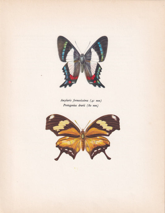 1963 ITALIAN FLAG BUTTERFLY Print - Vintage Butterfly Art - Insect Print - Butterfly Wall Art - 60 Years Old - 7.9 x 10.25 Inches