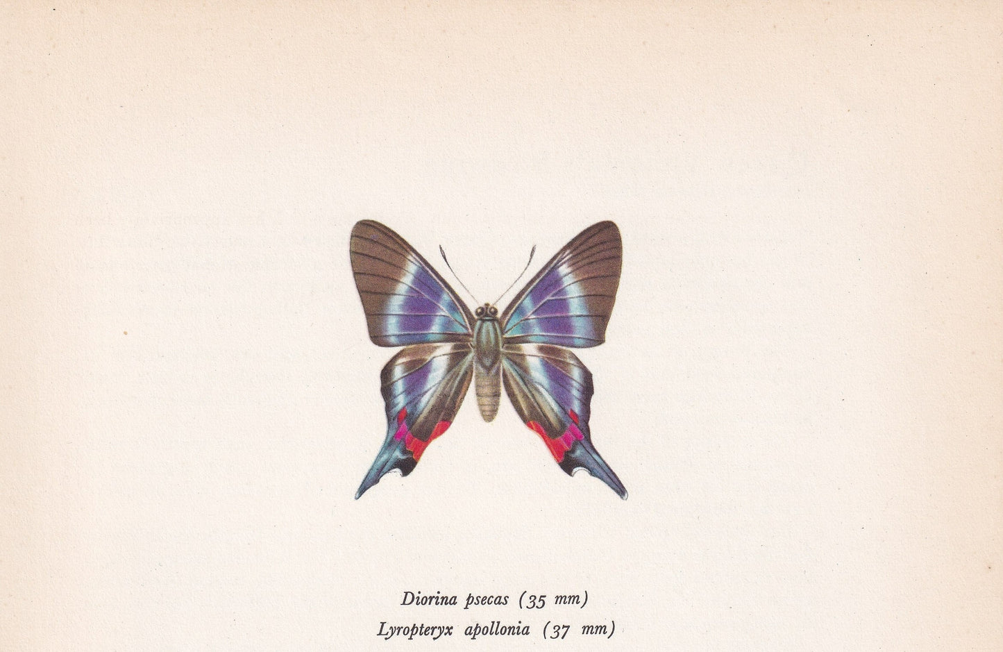 1963 APOLLO METALMARK BUTTERFLY Print - Vintage Butterfly Art - Insect Print - Butterfly Wall Art - 60 Years Old - 7.9 x 10.25 Inches