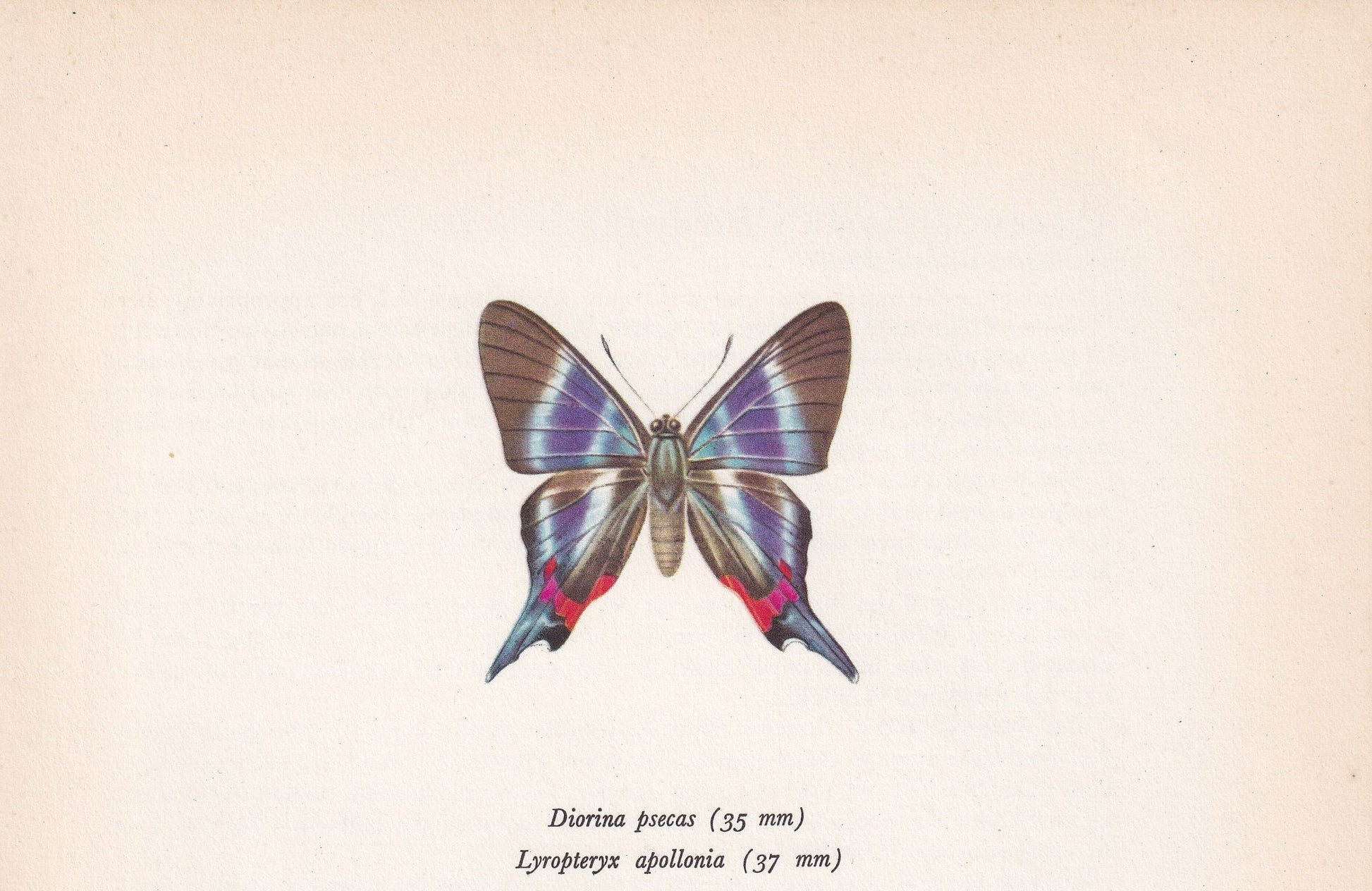 1963 APOLLO METALMARK BUTTERFLY Print - Vintage Butterfly Art - Insect Print - Butterfly Wall Art - 60 Years Old - 7.9 x 10.25 Inches