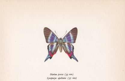 1963 APOLLO METALMARK BUTTERFLY Print - Vintage Butterfly Art - Insect Print - Butterfly Wall Art - 60 Years Old - 7.9 x 10.25 Inches