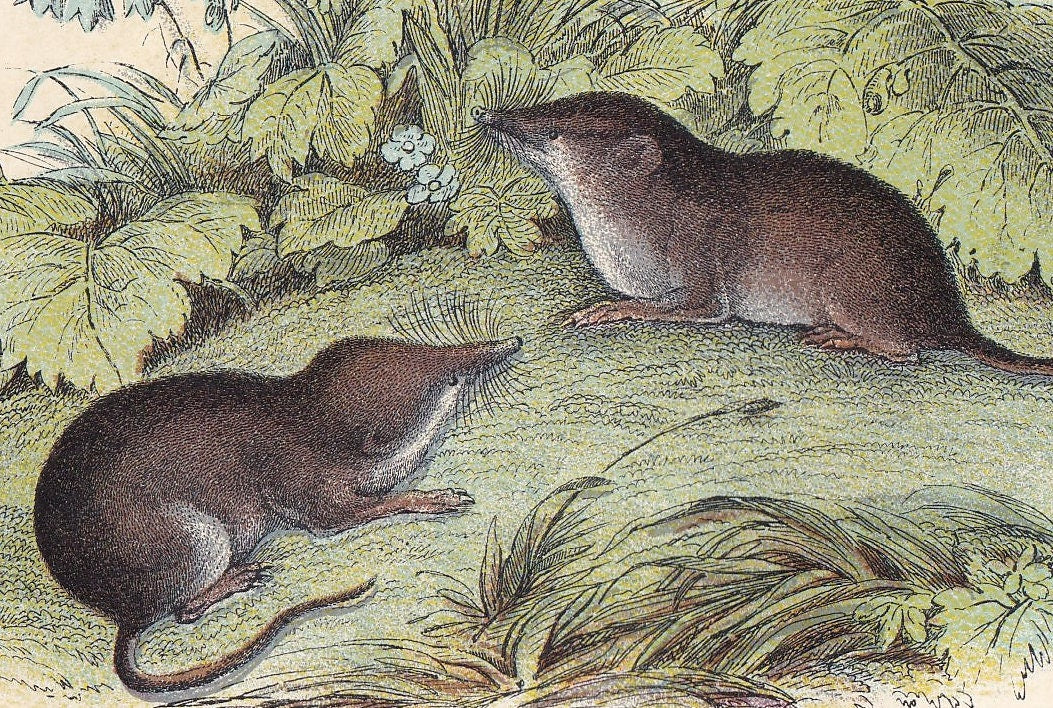 1896 COMMON SHREW Print - Natural History Print - British Mammals Print - Original Antique Print - Animal Wall Art - 7.2 x 4.7 Inches