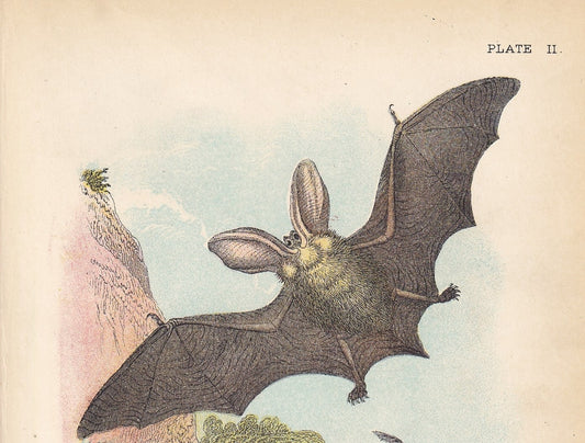 1896 LONG-EARED BAT Print - Bat Wall Art - Chiroptera, Bats - Original Antique Print - Animal Wall Art - Halloween Decor - 4.