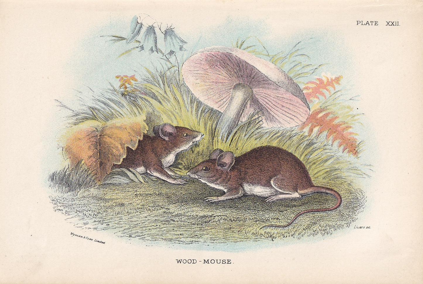 1896 WOOD MOUSE Print - Natural History Print - Rodent Print - Original Antique Print - Animal Wall Art - Over 125 Years Old