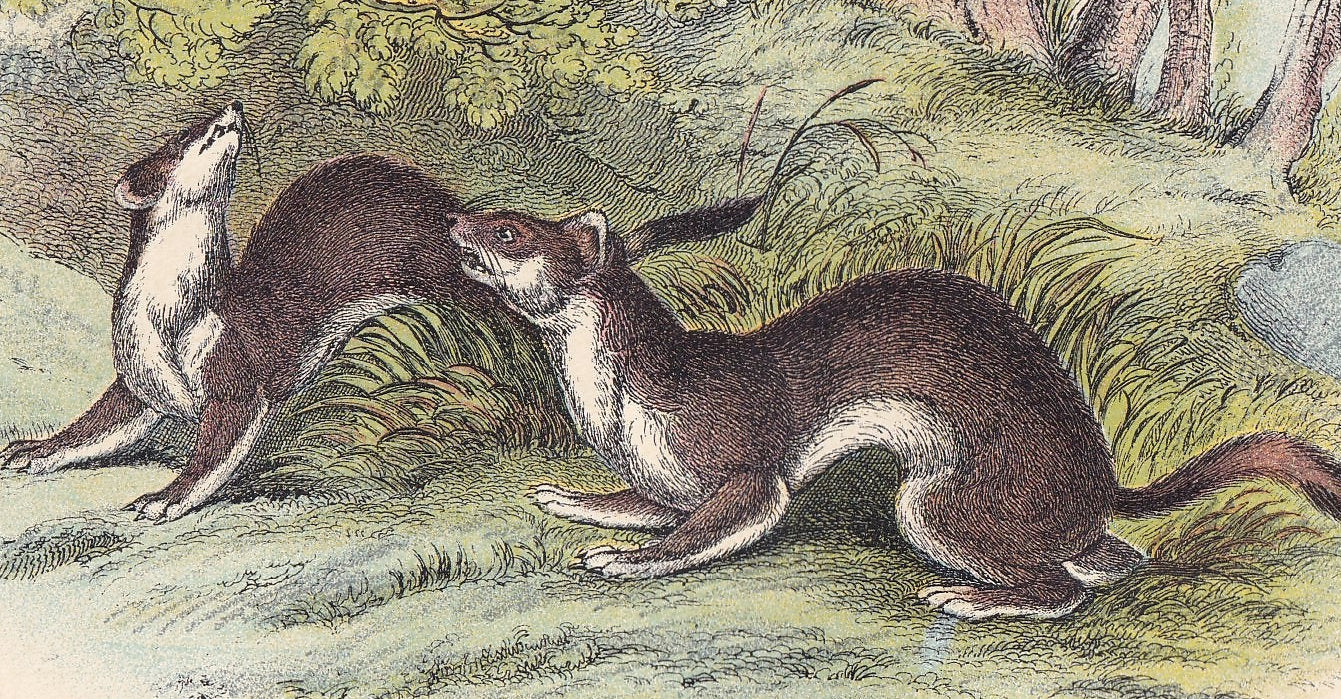 1896 STOAT Print (Summer) - Natural History Print - Mammals Print - Original Antique Print - Stoat Wall Art - 7.2 x 4.7 Inches
