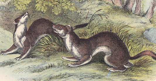 1896 STOAT Print (Summer) - Natural History Print - Mammals Print - Original Antique Print - Stoat Wall Art - 7.2 x 4.7 Inches