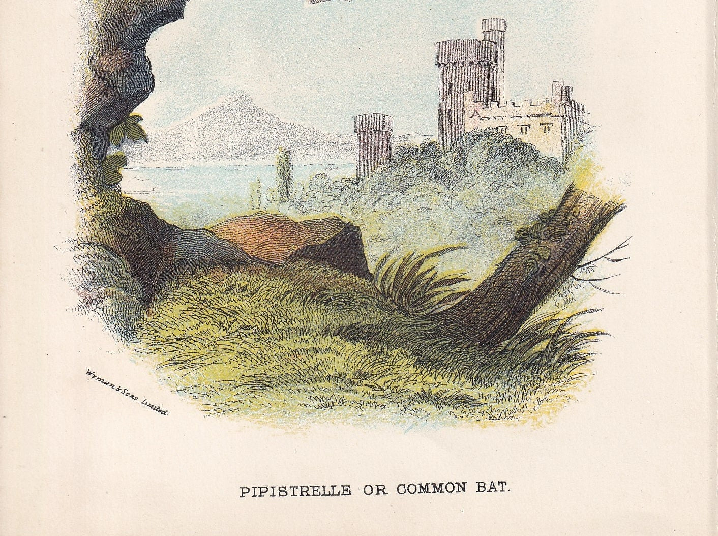 1896 PIPISTRELLE BAT Print - Bat Wall Art - Chiroptera, Bats - Original Antique Print - Animal Wall Art - Halloween Decor - 4
