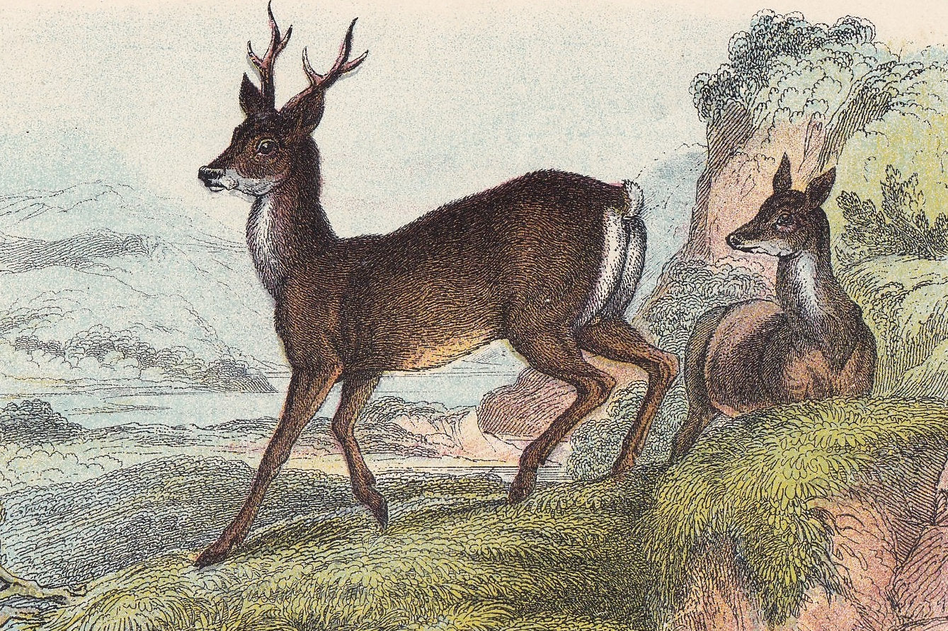 1896 ROE DEER Print - Natural History Print - British Mammals Print - Original Antique Print - Animal Wall Art - 7.2 x 4.7 Inches