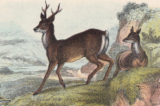 1896 ROE DEER Print - Natural History Print - British Mammals Print - Original Antique Print - Animal Wall Art - 7.2 x 4.7 Inches