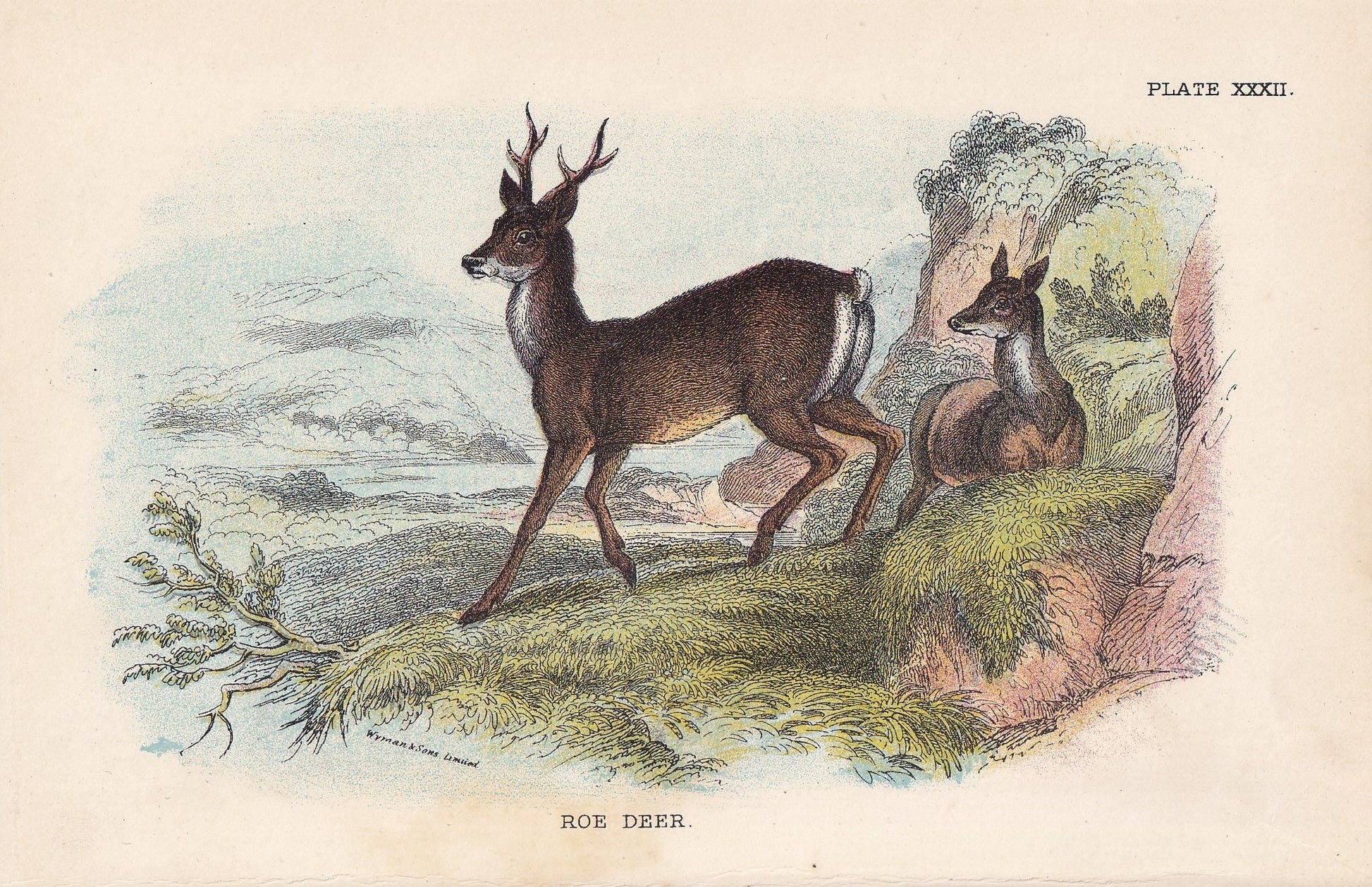 1896 ROE DEER Print - Natural History Print - British Mammals Print - Original Antique Print - Animal Wall Art - 7.2 x 4.7 Inches