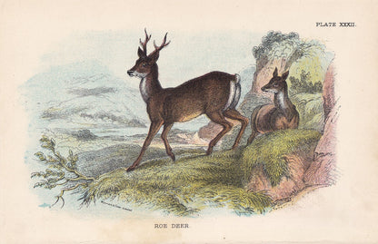 1896 ROE DEER Print - Natural History Print - British Mammals Print - Original Antique Print - Animal Wall Art - 7.2 x 4.7 Inches