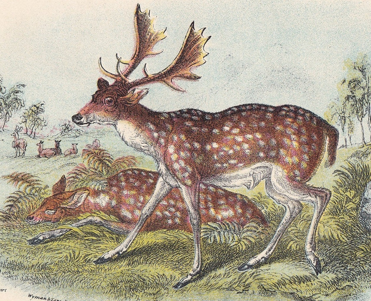 1896 FALLOW DEER Print - Natural History Print - British Mammals Print - Original Antique Print - Animal Wall Art - 7.2 x 4.7 Inches