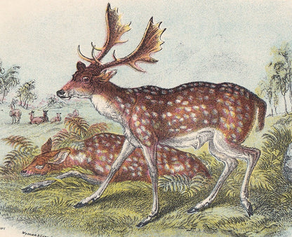 1896 FALLOW DEER Print - Natural History Print - British Mammals Print - Original Antique Print - Animal Wall Art - 7.2 x 4.7 Inches