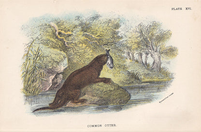1896 COMMON OTTER Print - Natural History Print - British Mammals Print - Original Antique Print - Animal Wall Art - 7.2 x 4.7 Inches