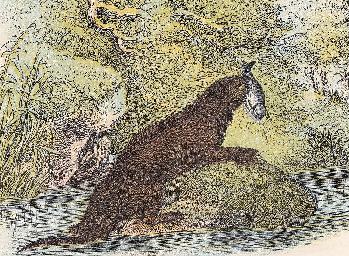 1896 COMMON OTTER Print - Natural History Print - British Mammals Print - Original Antique Print - Animal Wall Art - 7.2 x 4.7 Inches