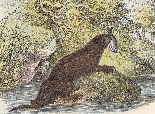 1896 COMMON OTTER Print - Natural History Print - British Mammals Print - Original Antique Print - Animal Wall Art - 7.2 x 4.7 Inches