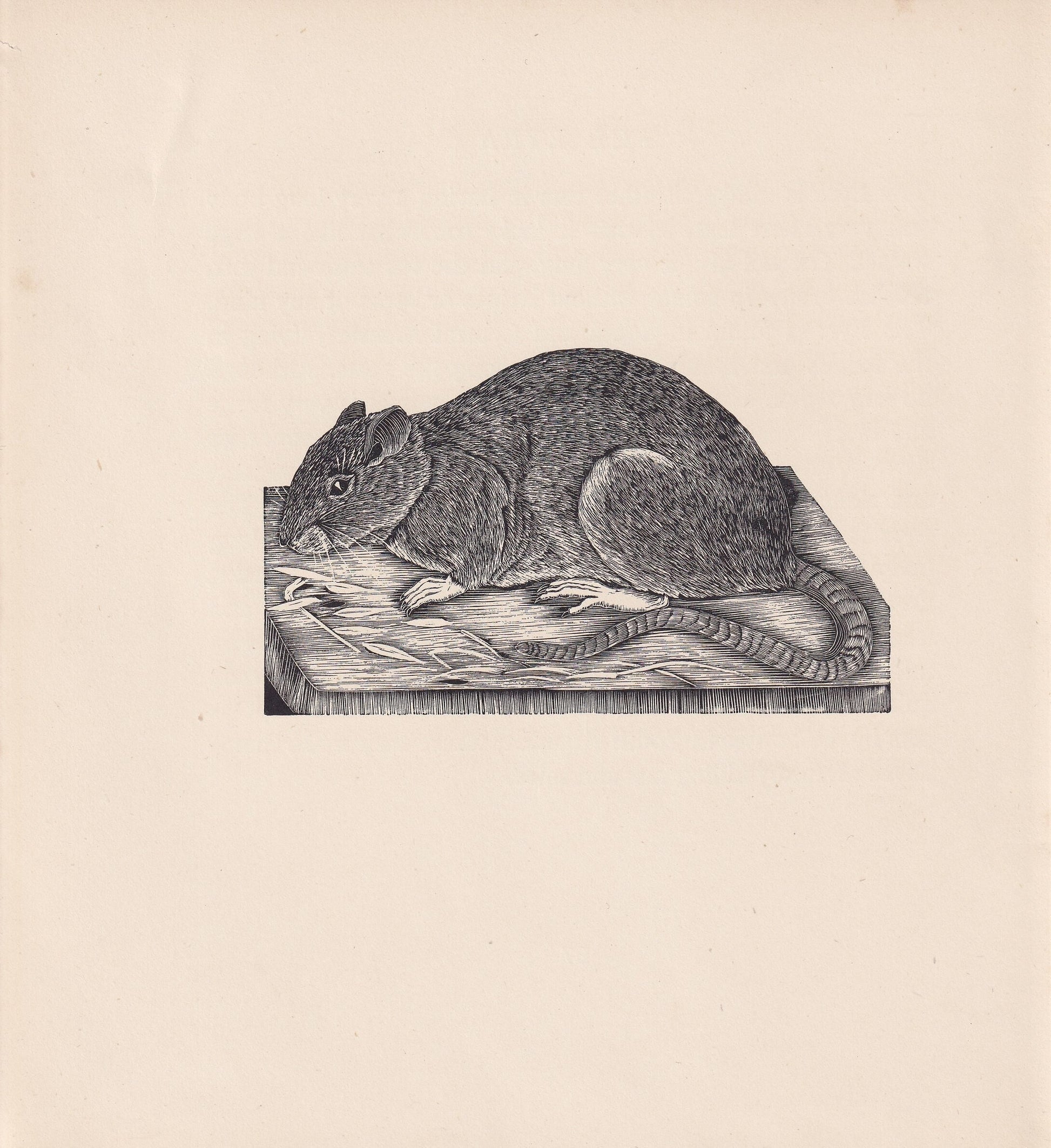 1929 BROWN RAT Print Wood Engraving - Rat Wall Art - Zoology Print - Wildlife - Antique Animal Print - 94 Years Old - 8 x 7.2