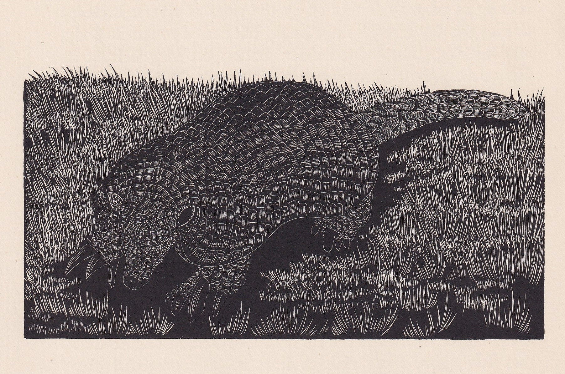 1929 ARMADILLO Print Wood Engraving - Armadillo Wall Art - Wildlife - Antique Animal Print - 94 Years Old - 8 x 7.25 Inches