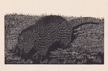 1929 ARMADILLO Print Wood Engraving - Armadillo Wall Art - Wildlife - Antique Animal Print - 94 Years Old - 8 x 7.25 Inches