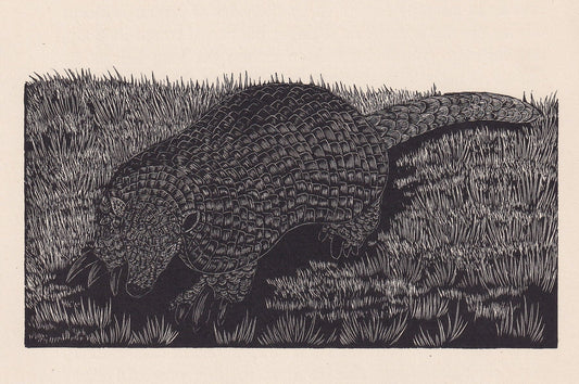 1929 ARMADILLO Print Wood Engraving - Armadillo Wall Art - Wildlife - Antique Animal Print - 94 Years Old - 8 x 7.25 Inches