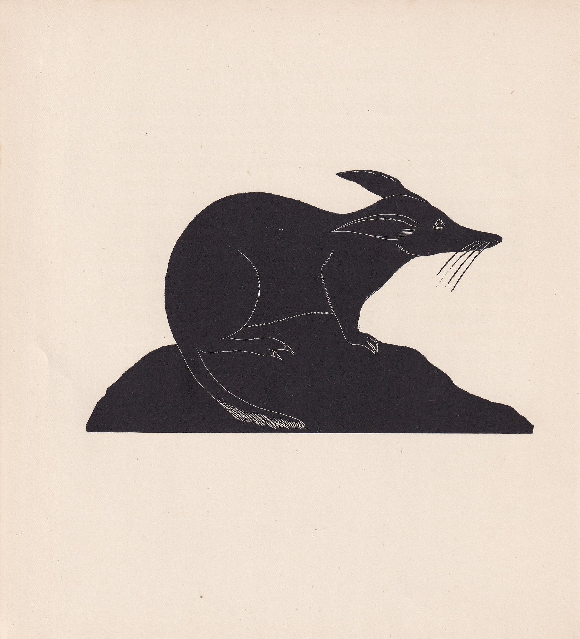 1929 RABBIT BANDICOOT Print Wood Engraving - Bandicoot Wall Art - Zoology Print - Wildlife - Antique Animal Print - 8 x 7.25 