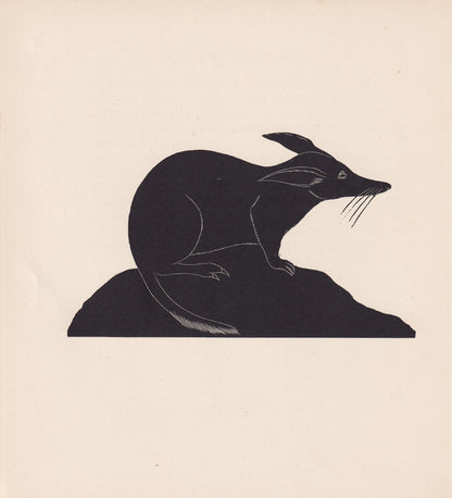 1929 RABBIT BANDICOOT Print Wood Engraving - Bandicoot Wall Art - Zoology Print - Wildlife - Antique Animal Print - 8 x 7.25 