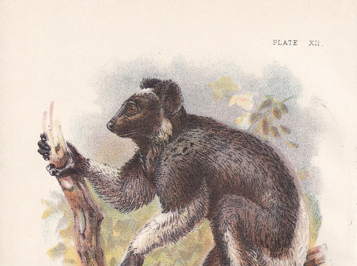 1896 INDRI or BABAKOTO LEMUR Print - Monkeys and Apes Print - Primates Print - Original Antique Print - 127 Years Old - 7 x 4.75 Inches