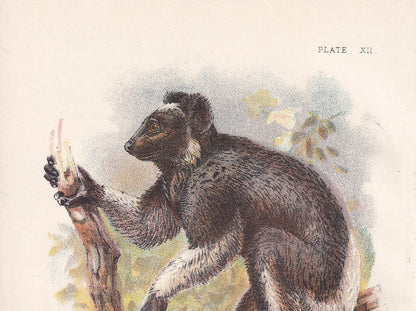 1896 INDRI or BABAKOTO LEMUR Print - Monkeys and Apes Print - Primates Print - Original Antique Print - 127 Years Old - 7 x 4.75 Inches